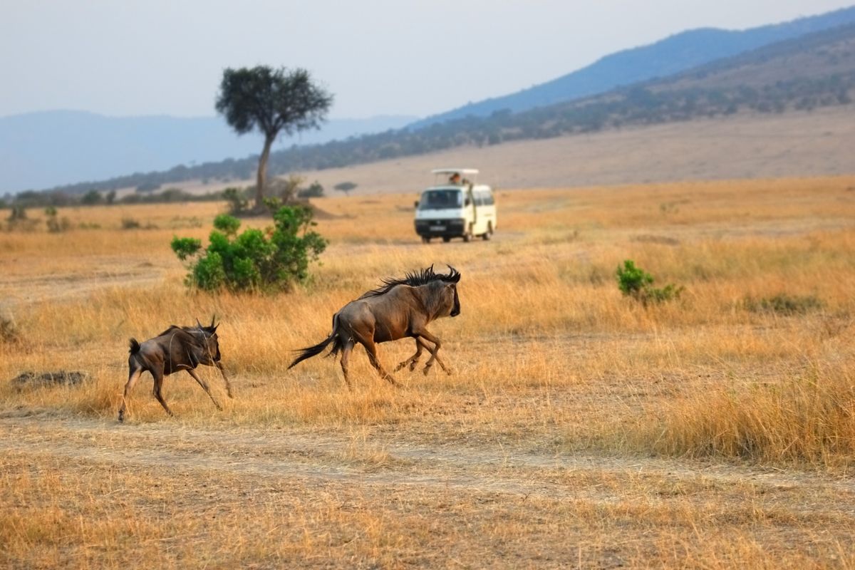 Book affordable Kenya Tanzania safari packages