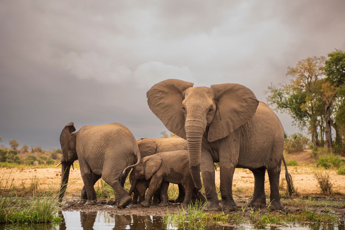 Affordable South Africa Safari Packages