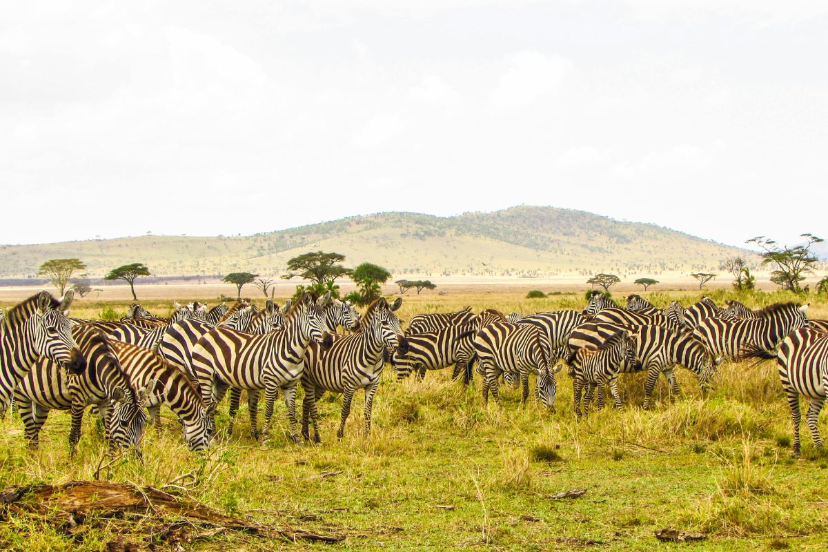 Family Safari Packages in Kenya