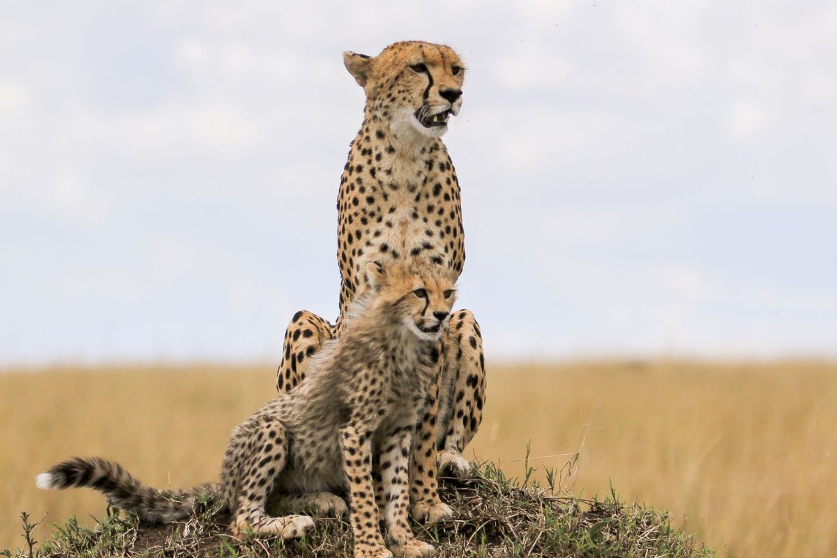 Amboseli Safari Packages
