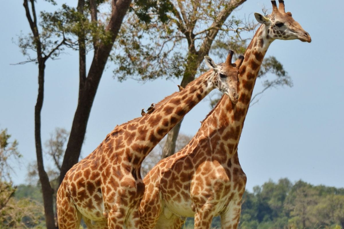 Book affordable Kenya Tanzania safari packages