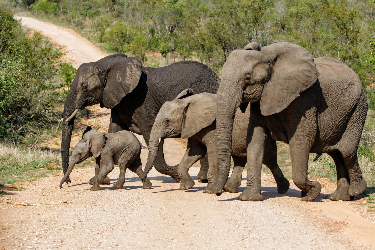 8 Day South Africa Wildlife and Culture Safari Package