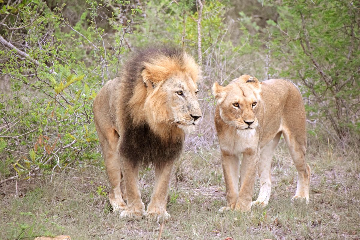 3 Day Kruger National Park Safari Package