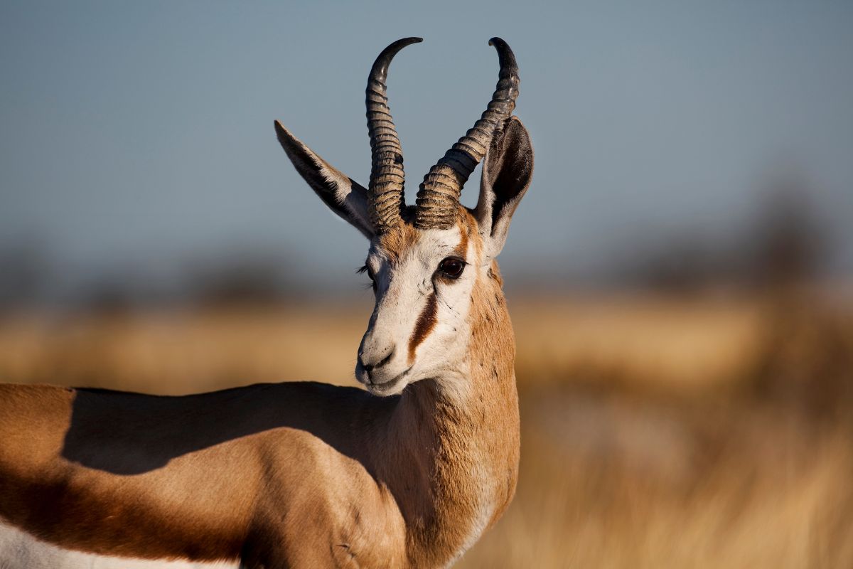10 Day Namibia Luxury Safari Package