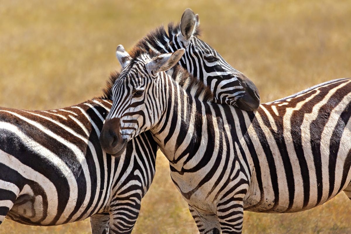Book affordable Kenya Tanzania safari packages
