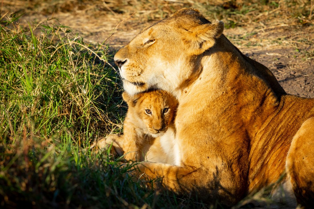 Book affordable Kenya Tanzania safari packages