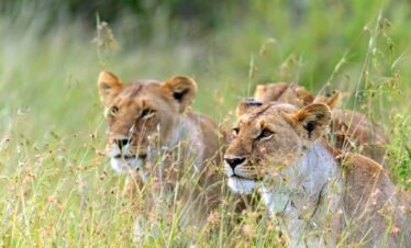3 Day Masai Mara Fly-in Safari