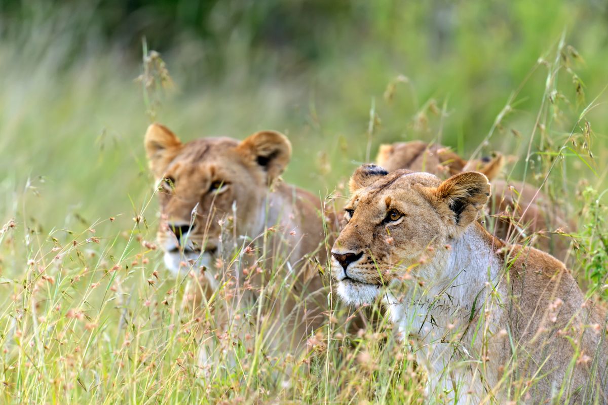 3 Day Masai Mara Fly-in Safari