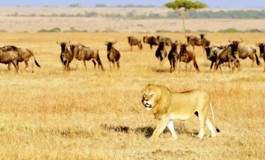 3 Day Masai Mara Fly-in Safari