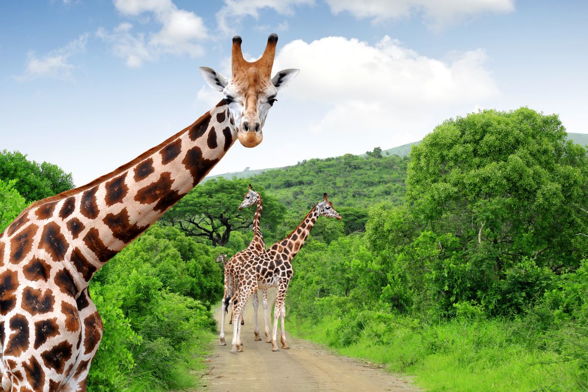 Honeymoon Safari Packages in Kenya
