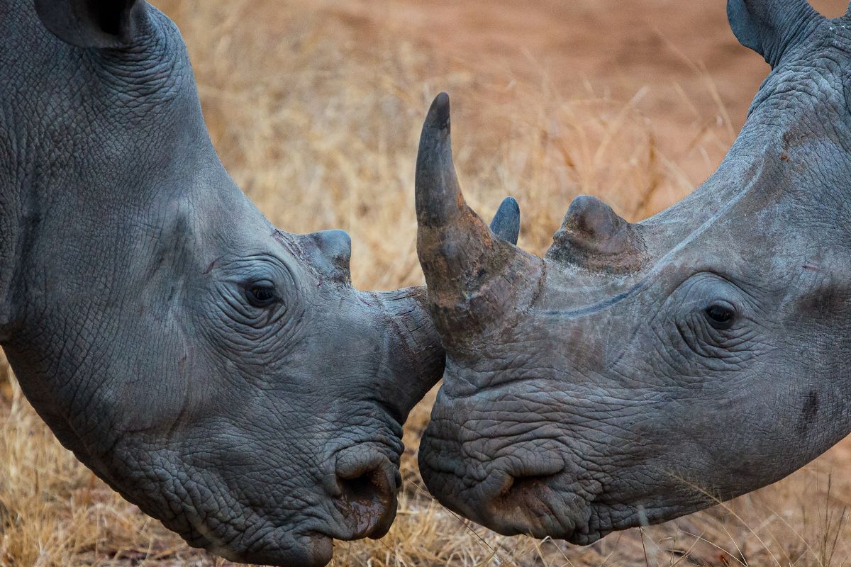 Family Safari Packages in Kenya