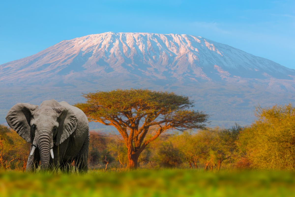 Book Affordable Uganda safari Packages