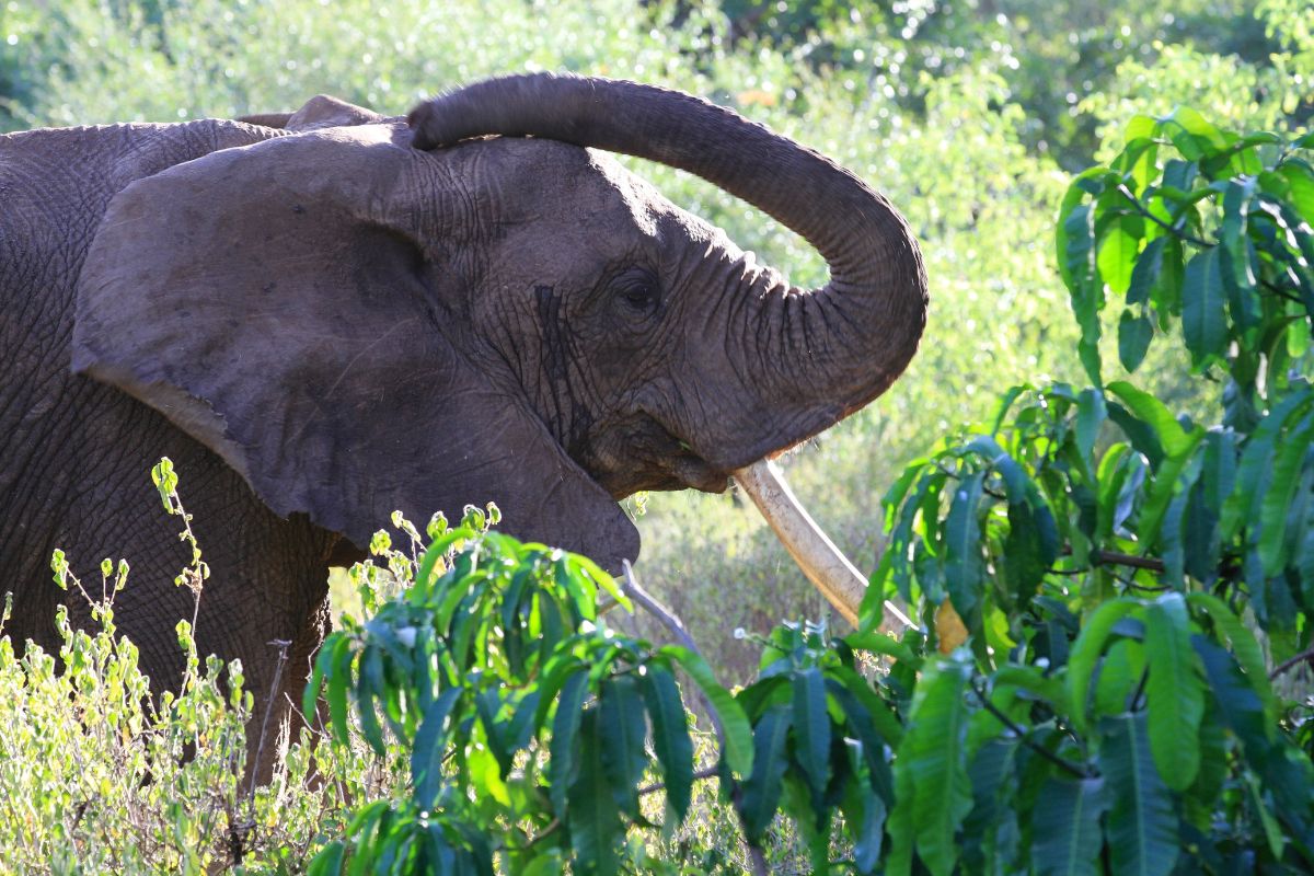 Kenya Holiday Packages
