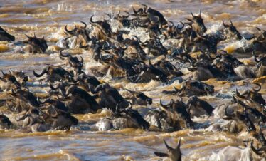 6 Day Great Migration Safari in Masai Mara