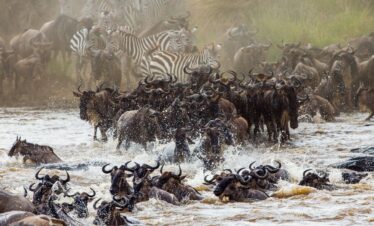 6 Day Great Migration Safari in Masai Mara