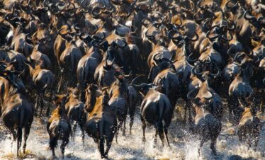 6 Day Great Migration Safari in Masai Mara