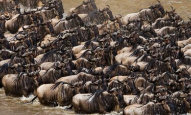 6 Day Great Migration Safari in Masai Mara
