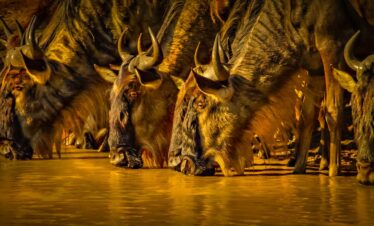 6 Day Great Migration Safari in Masai Mara