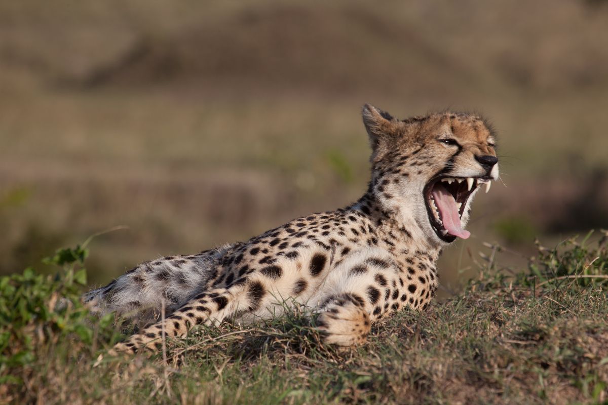 6 Day Serengeti and Ngorongoro Crater Safari