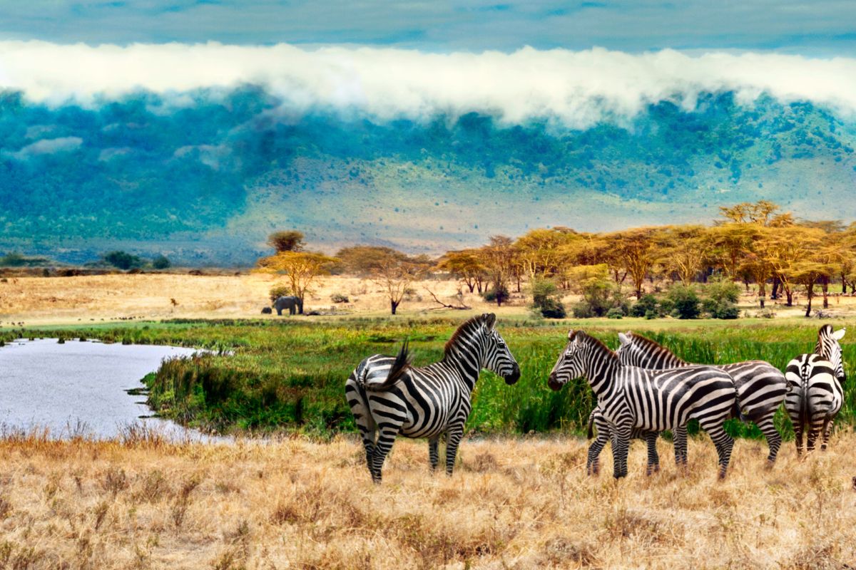 6 Day Serengeti and Ngorongoro Crater Safari