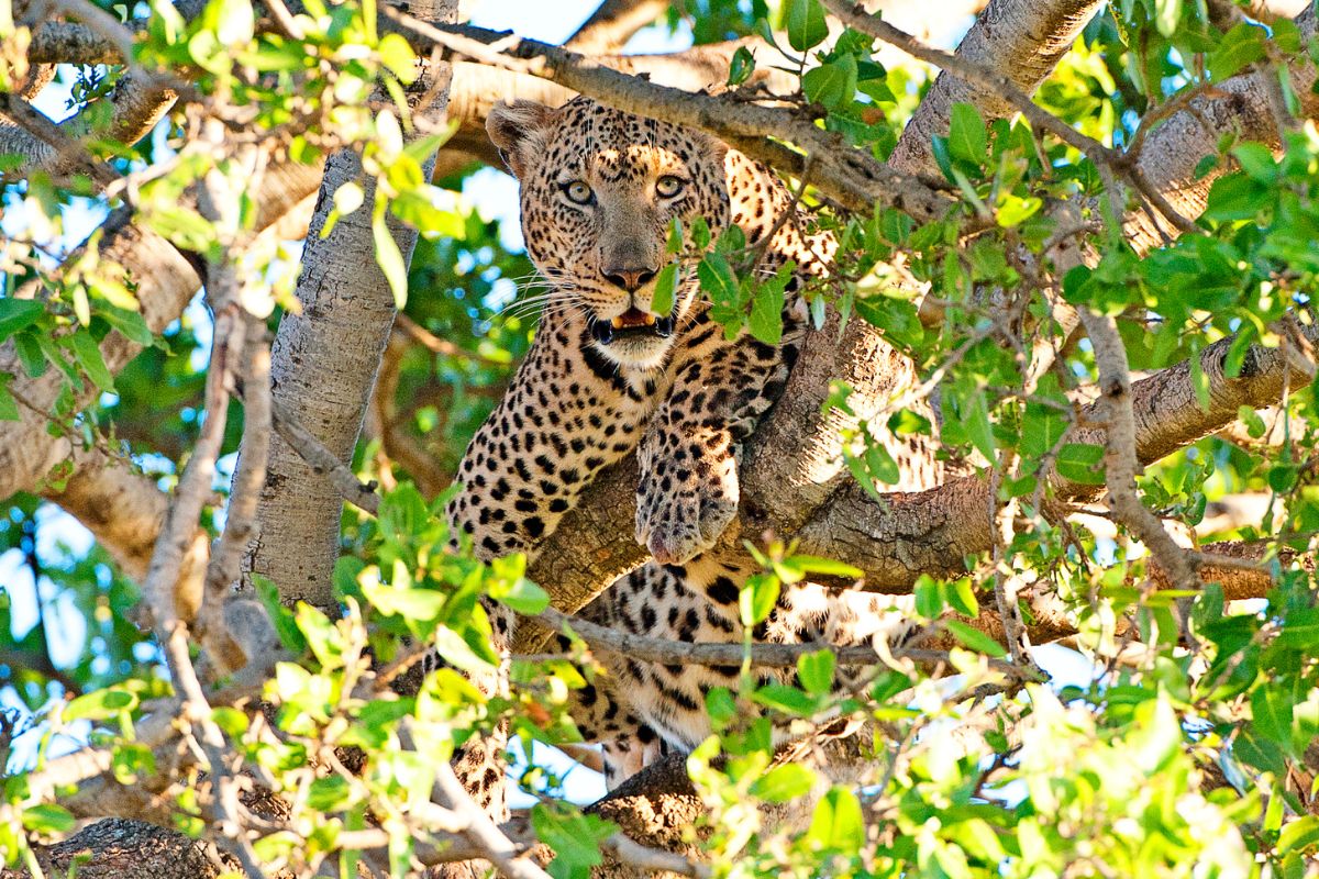 Amboseli Safari Packages