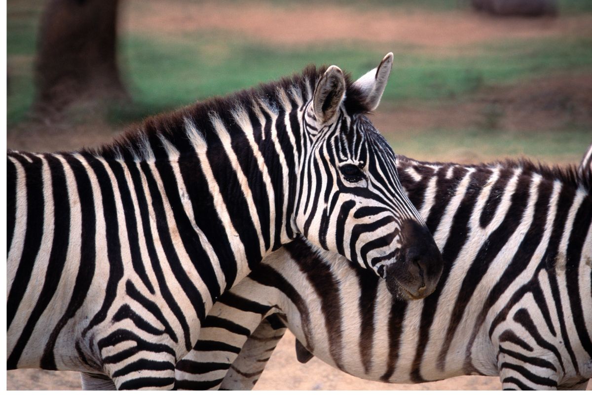 Affordable 7 Day Kenya Safari Package