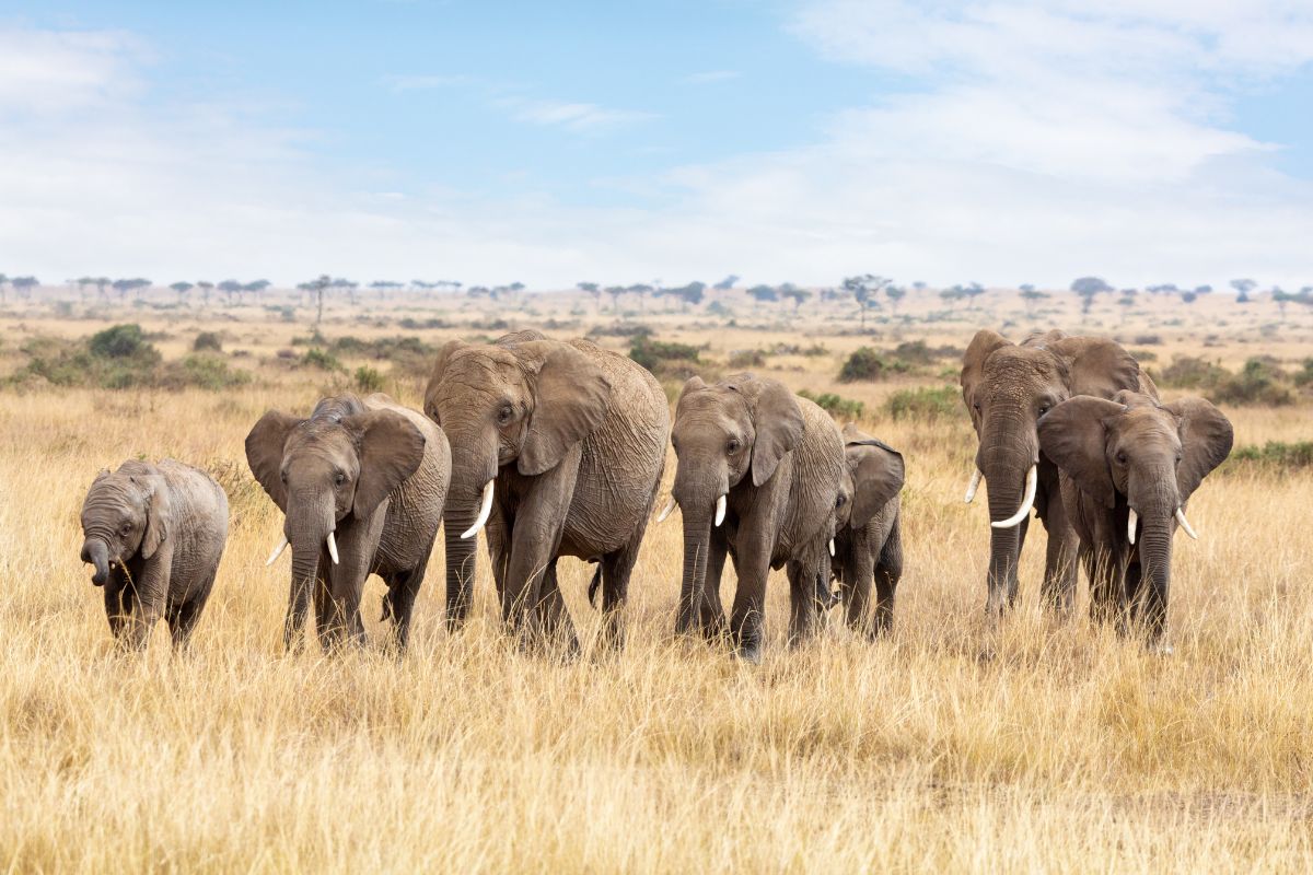 Amboseli Safari Packages