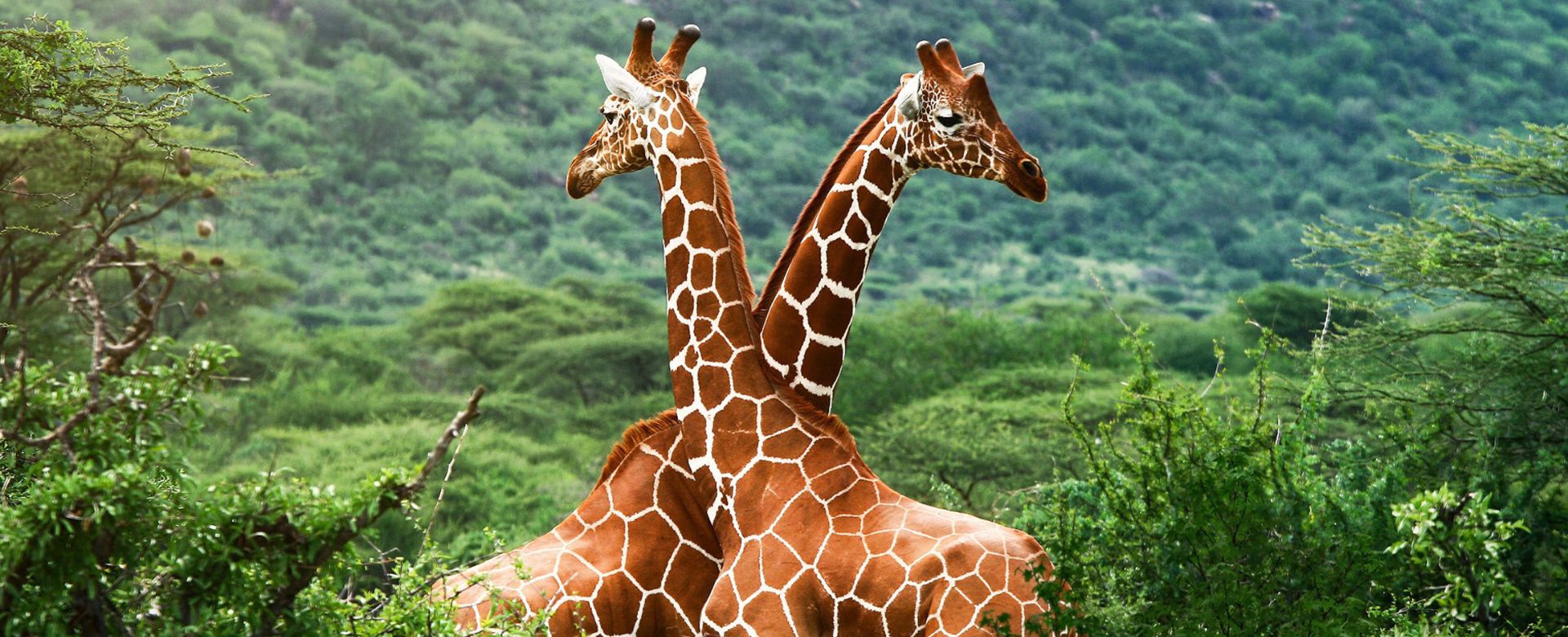 Affordable African Safari Packages