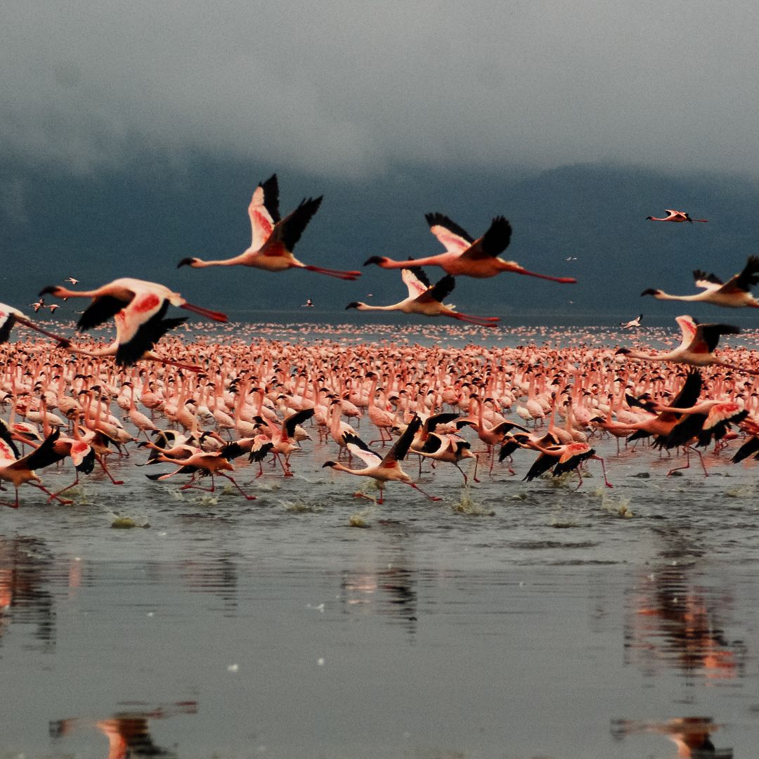 Affordable trip packages in Africa-Bird watching safaris