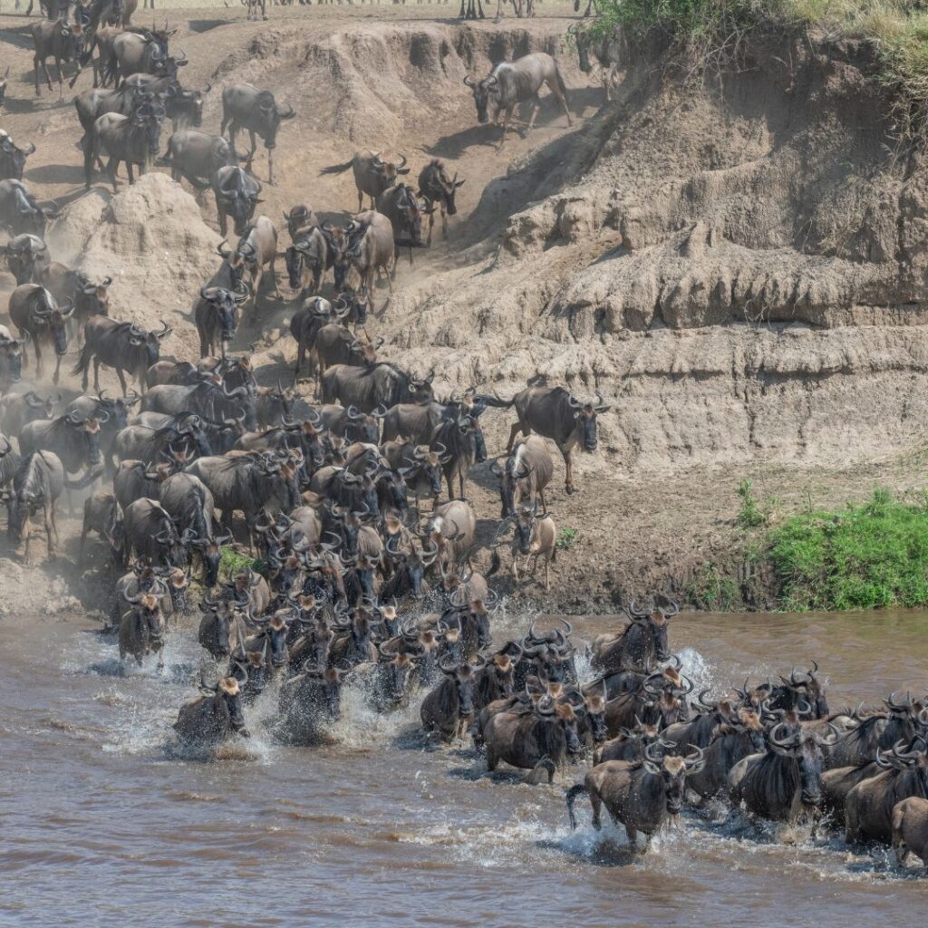 Thousands of wildebeests on their epic Great Migration journey. Affordable trip packages in Africa-Wildebeest migration safaris