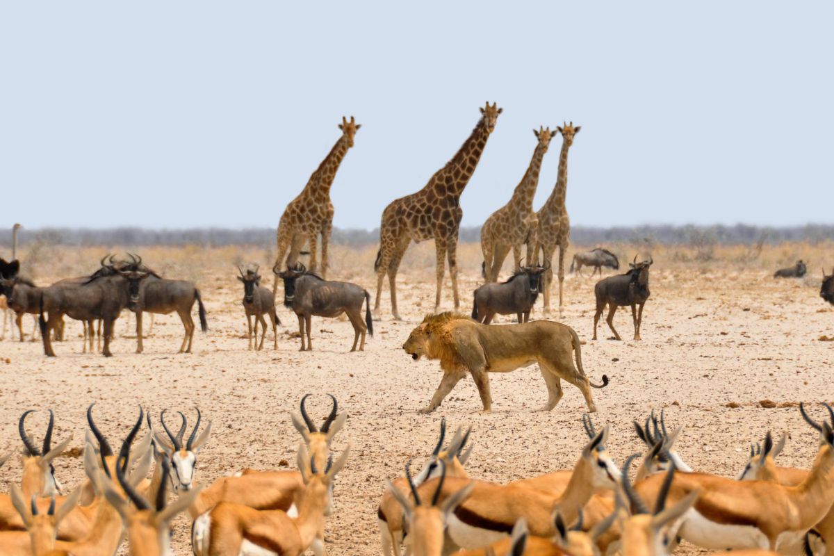 best Big Five tracking packages