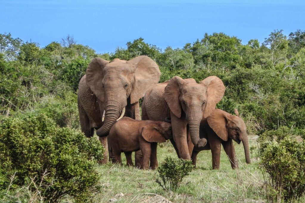 Gentle giants enjoying nature’s buffet Family tours in Kenya’s national parks