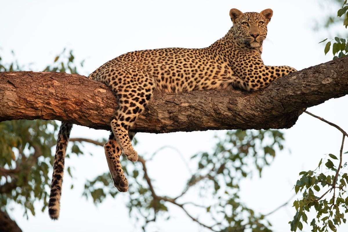 5 day Kenya Big Five Safari