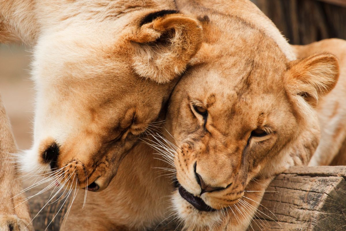 affordable Big Five Safari packages