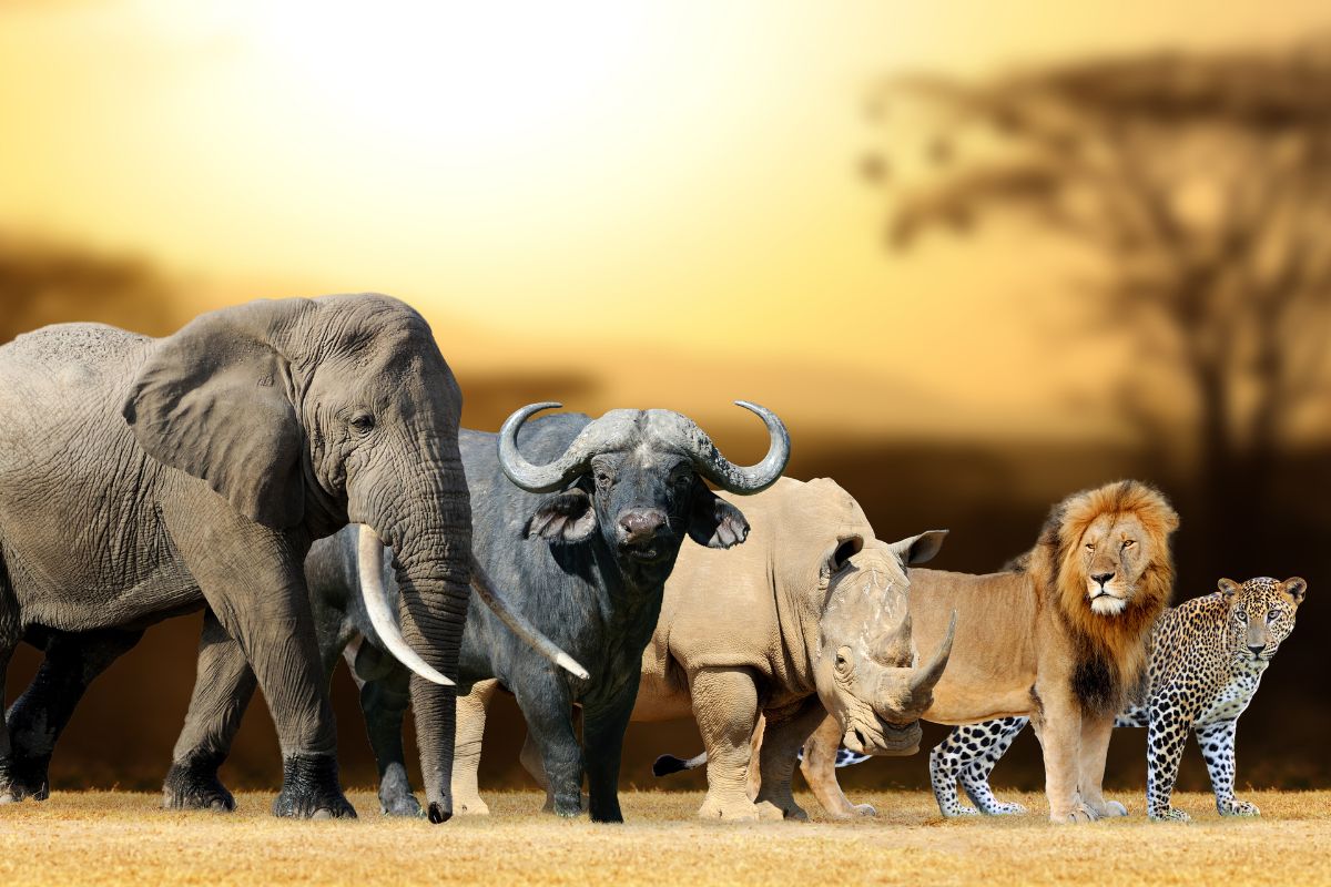 Book Affordable South Africa Safari Packages