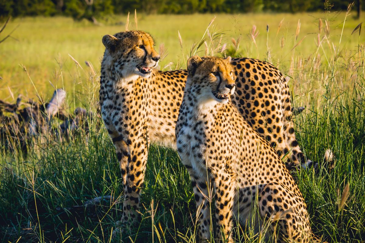Book Affordable South Africa Safari Packages