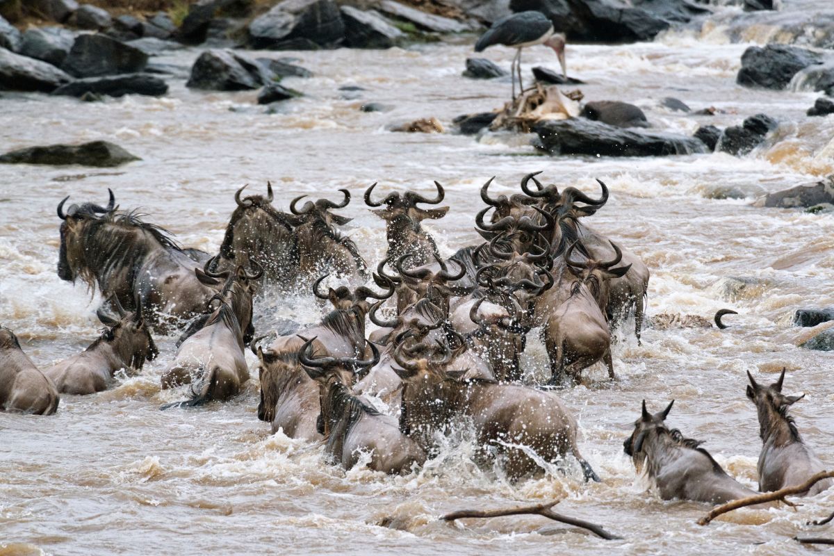 Book affordable Kenya Tanzania safari packages