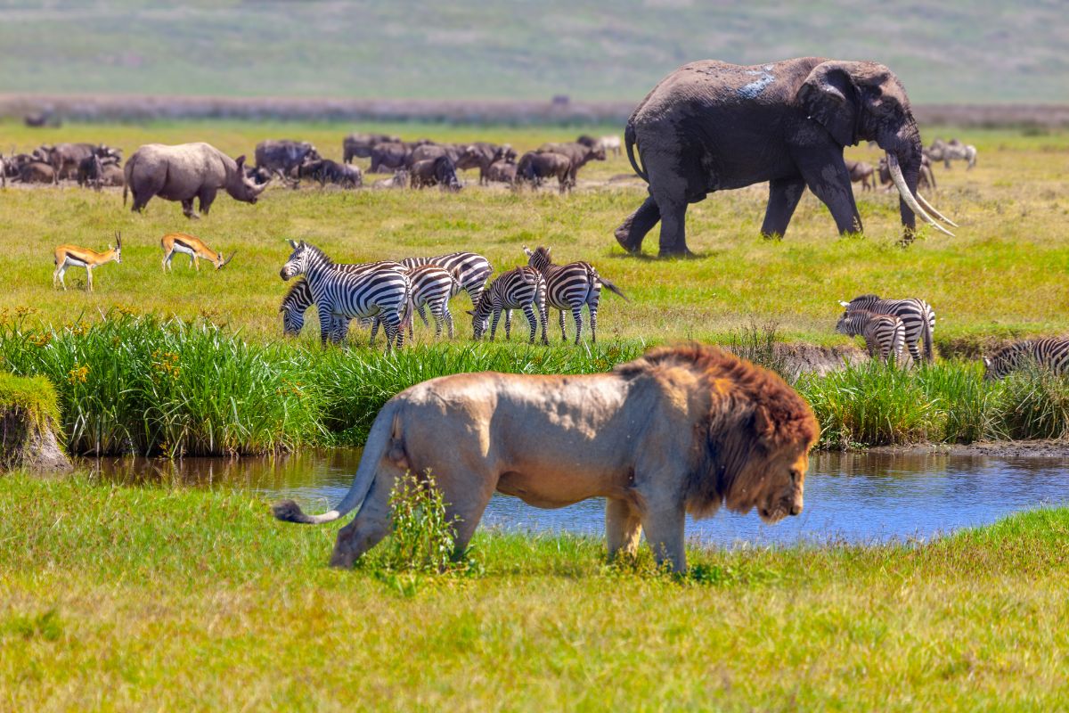 Book my safari in Tanzania