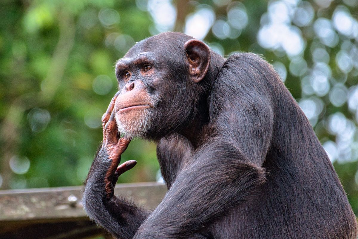 Best Chimpanzee Trekking Packages