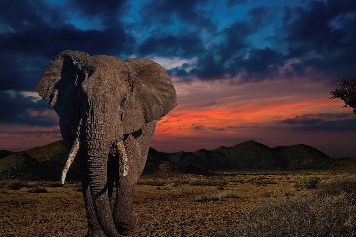 affordable trip types by safari theme packages