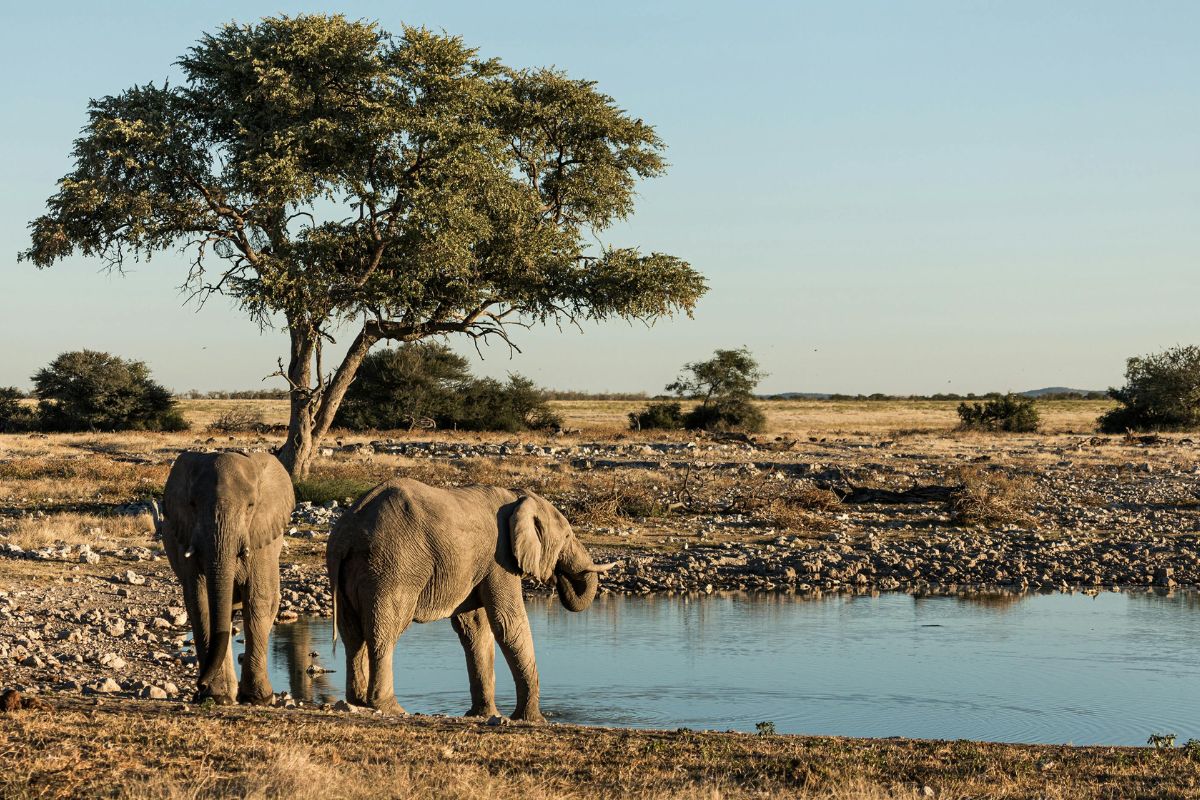 Namibia Safari Packages