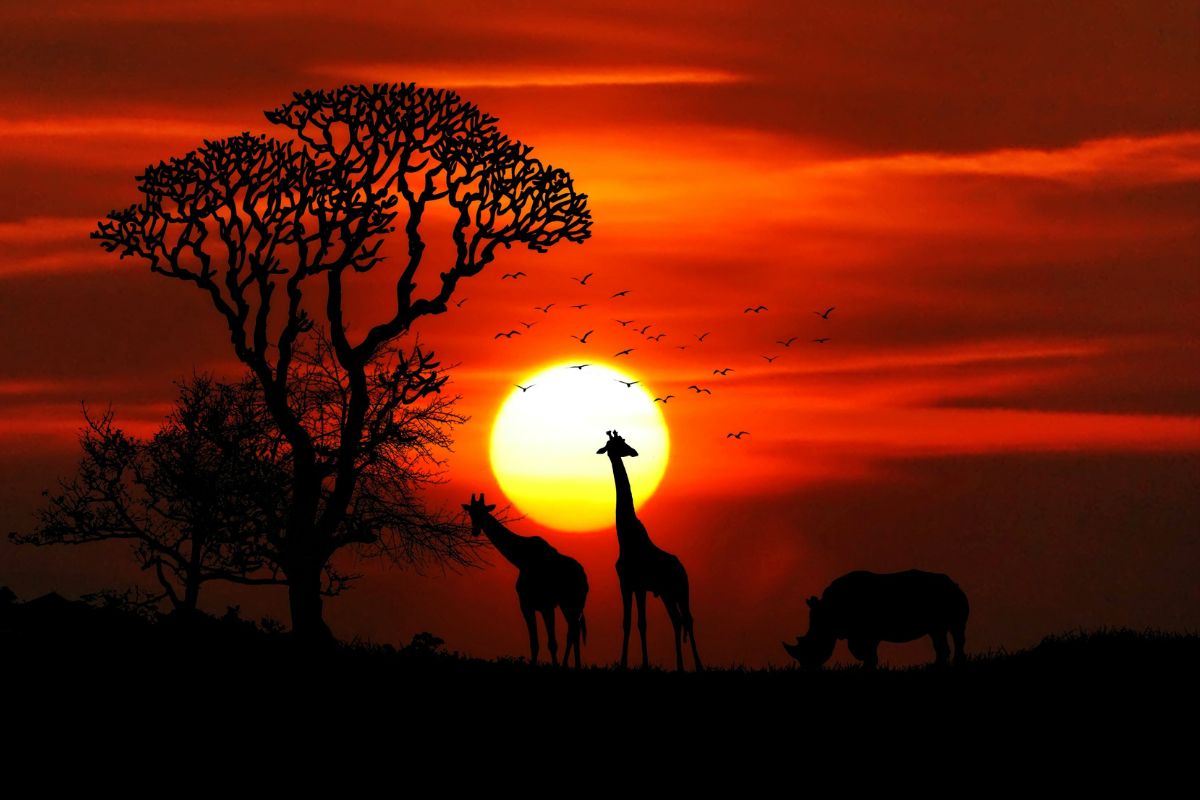 affordable photographic safari packages