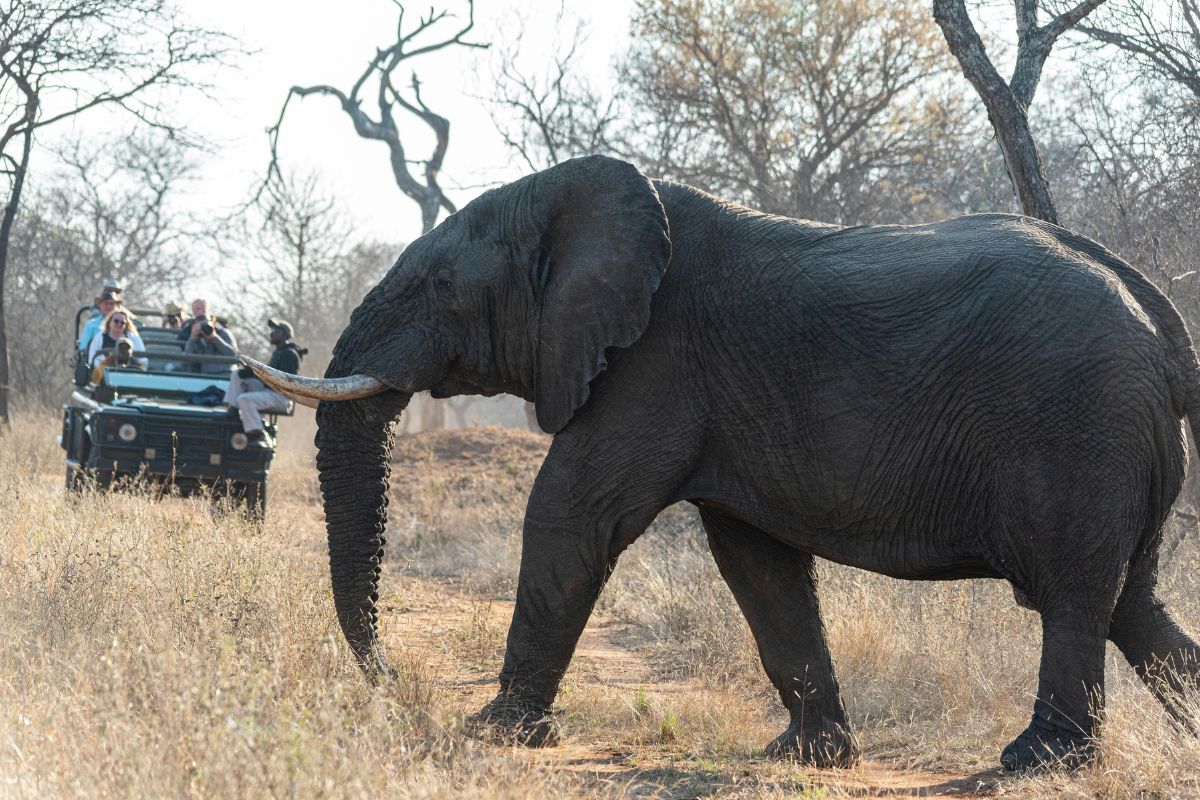 best Big Five game drives packages