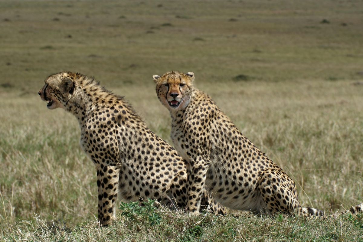 Affordable Mid-Range Safari packages