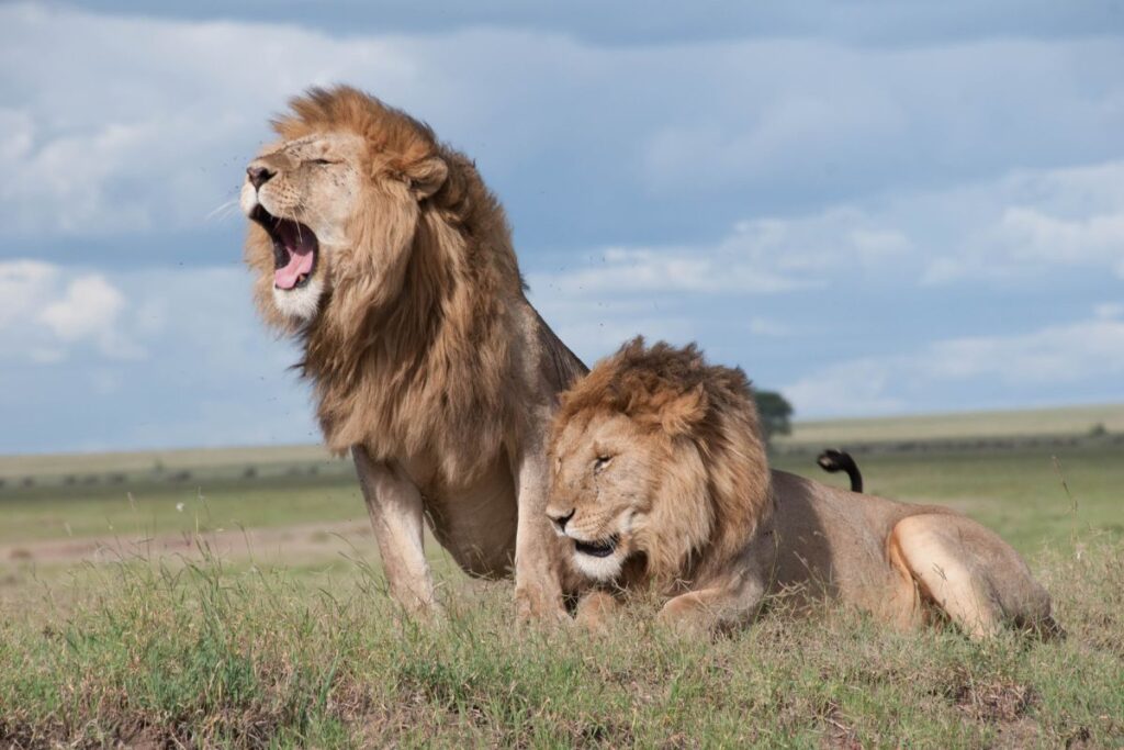 Even kings of the jungle need a lazy day Aberdare Safari Packages