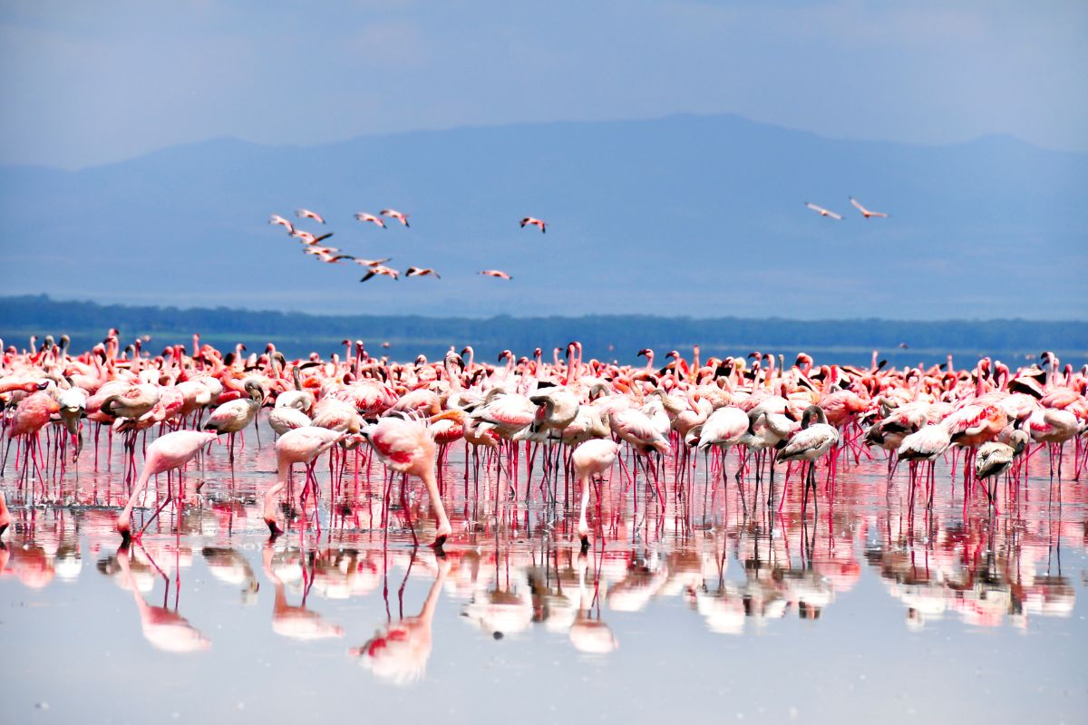 Lake Nakuru National Park