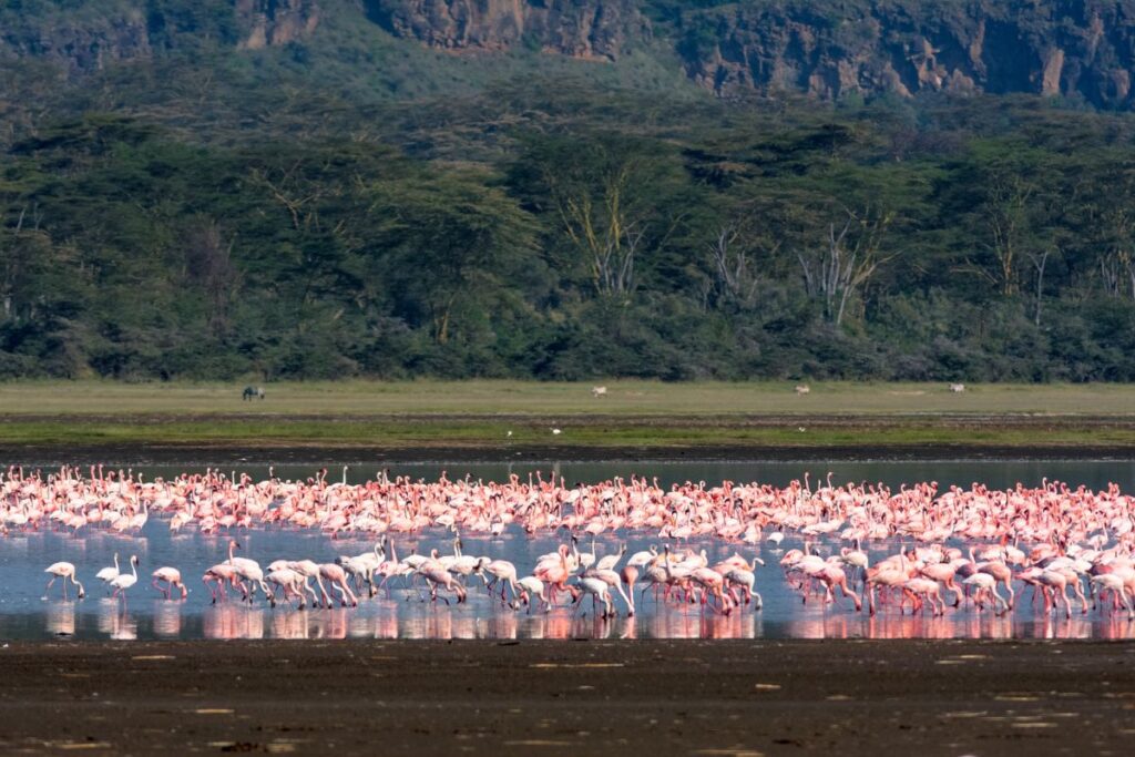 Book Lake Nakuru National Park Safaris