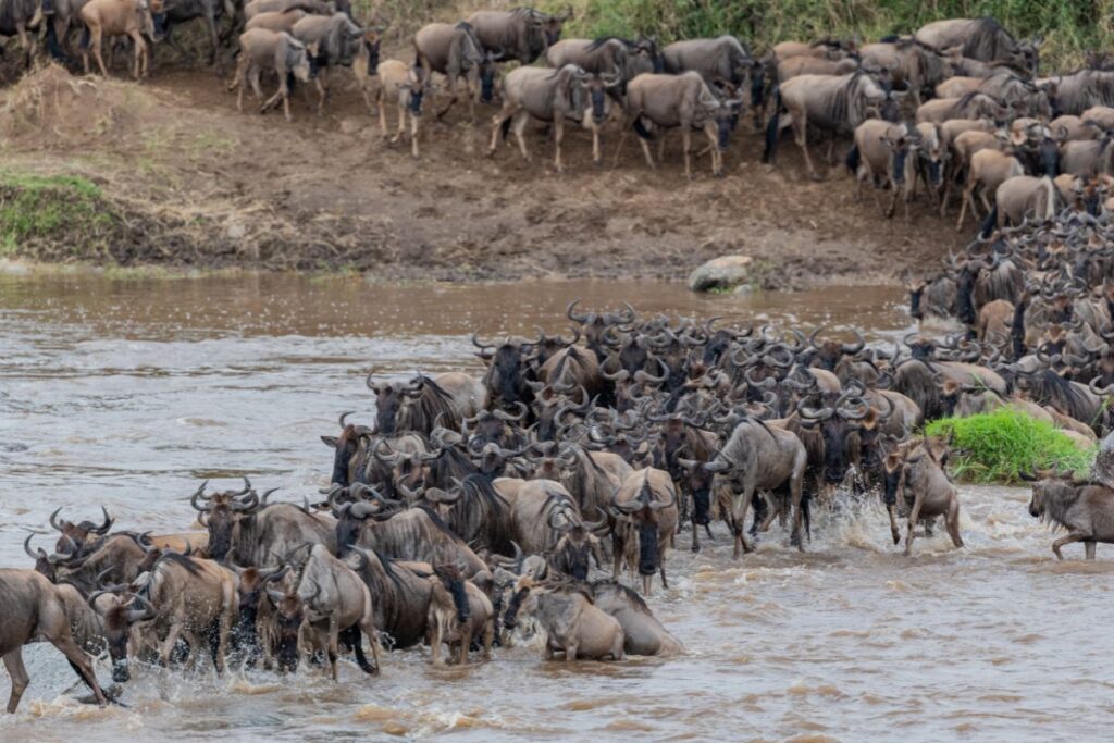 Thousands of wildebeests brave the river in a heart-pounding migration spectacle Book Maasai Mara Safaris