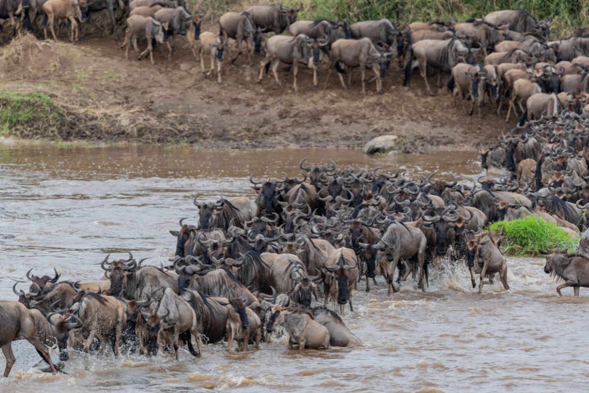 Book Maasai Mara Safaris