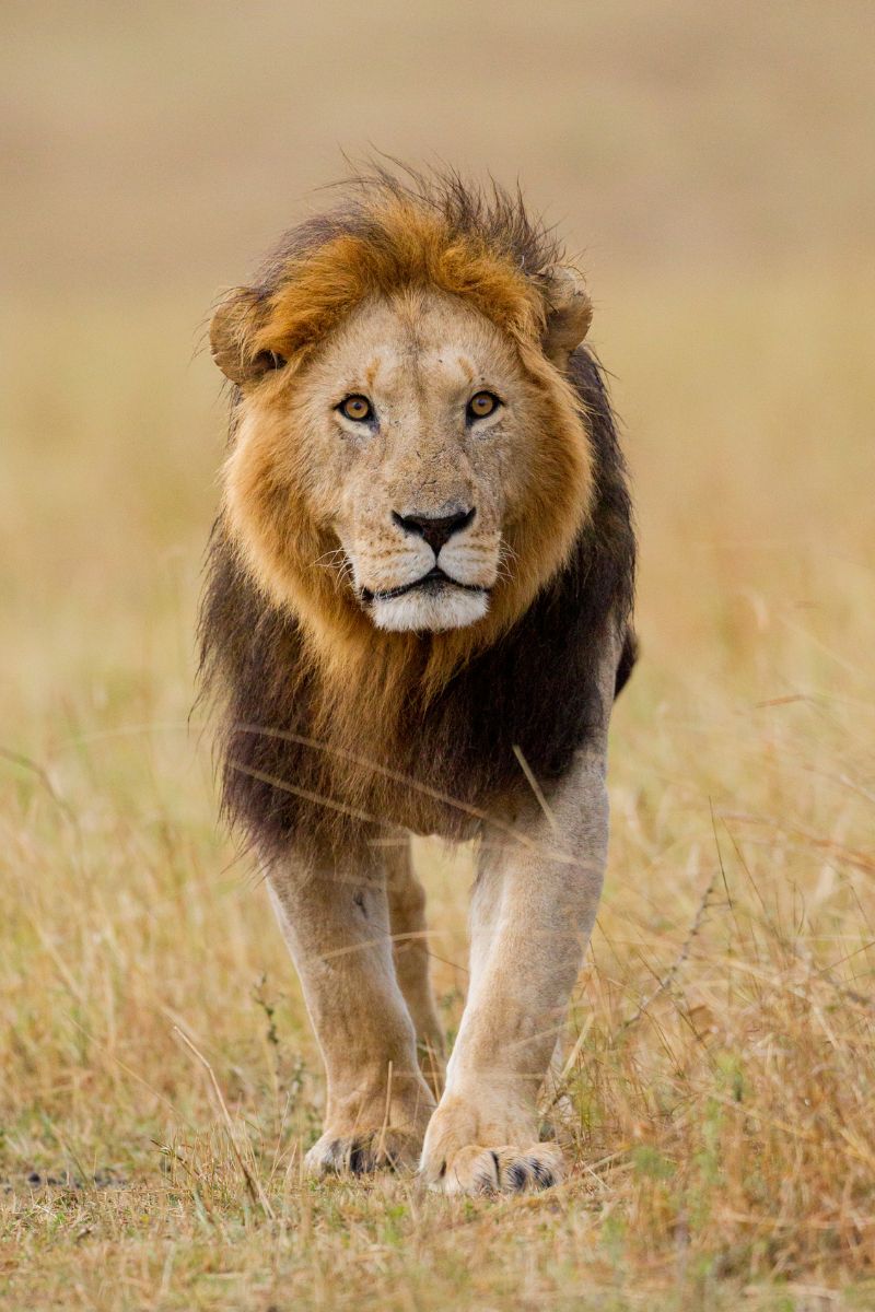 Book My Safari-Big 5 Wild Animals Lion